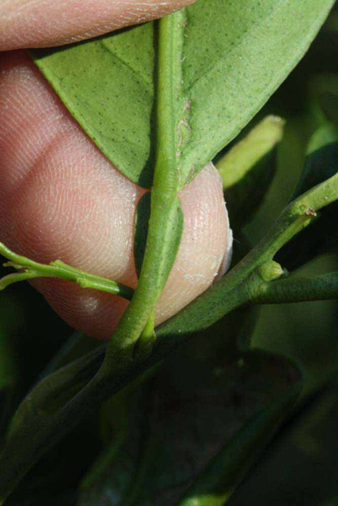              Petiole (Riverside, CA)       